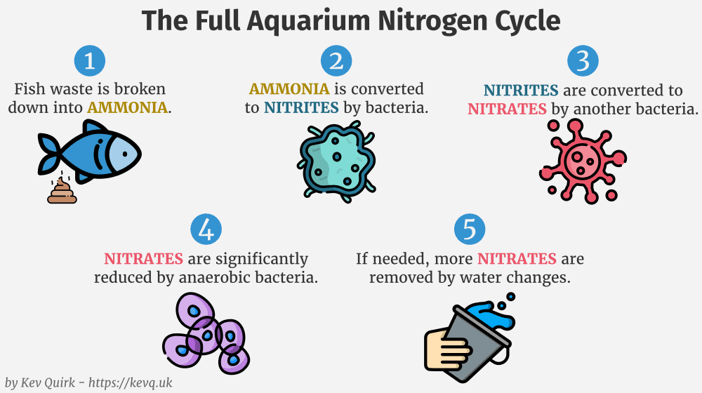 nitrogen-cycle-02